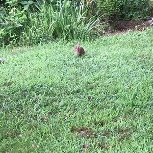 Meet your Posher, Dorel